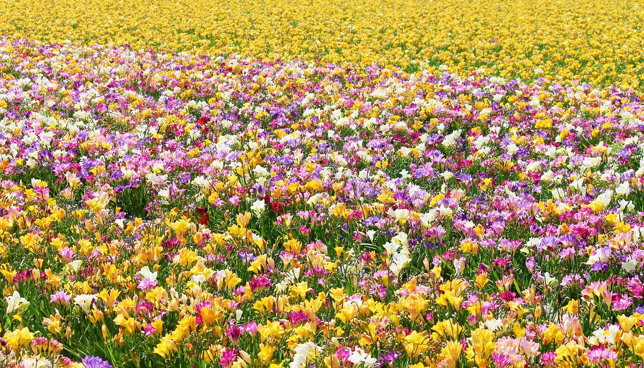 freesias field of flowers many free photo