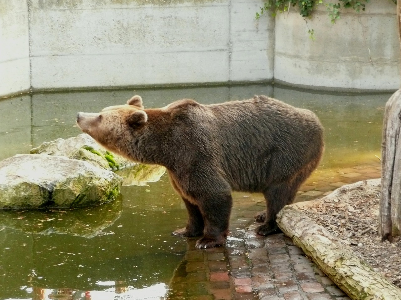 freiburg bear enclosure brown bear free photo