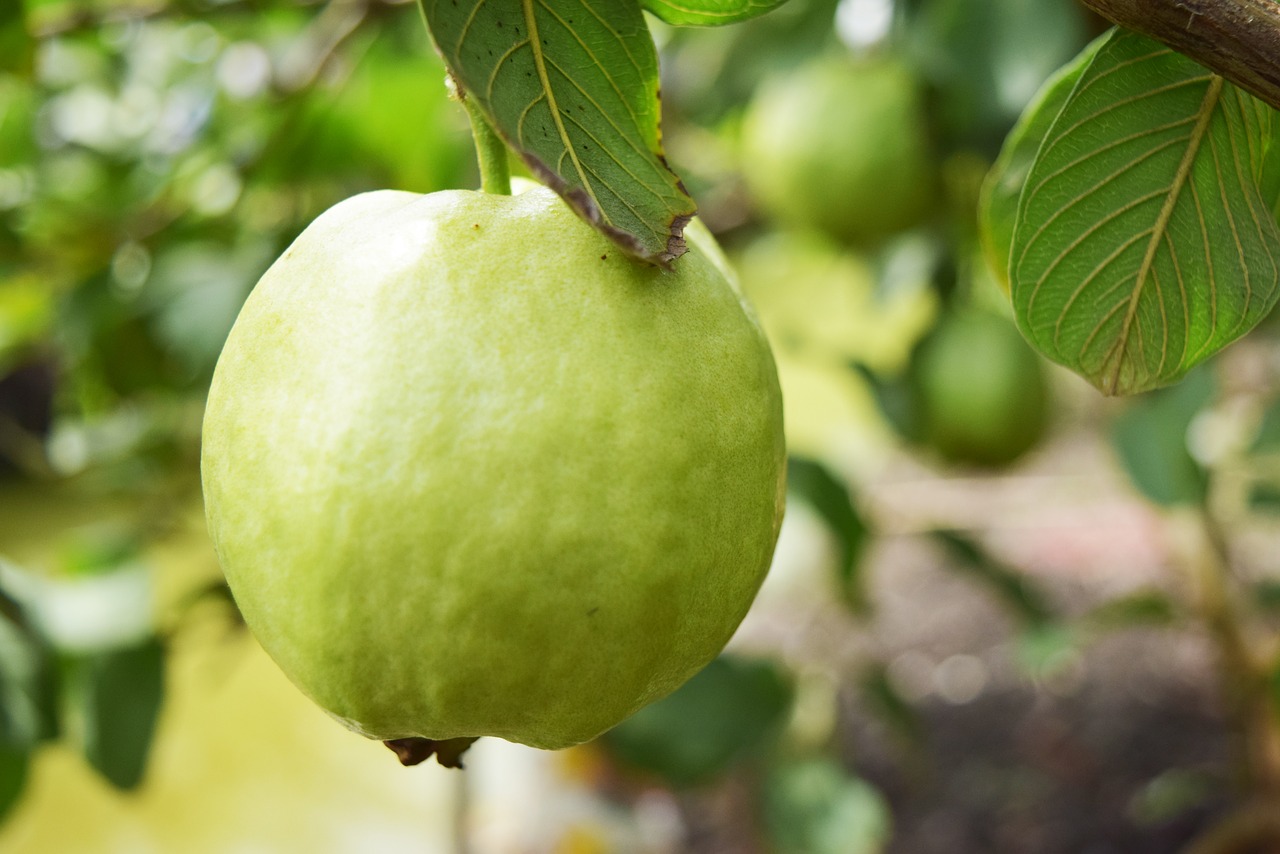 french fruit green free photo