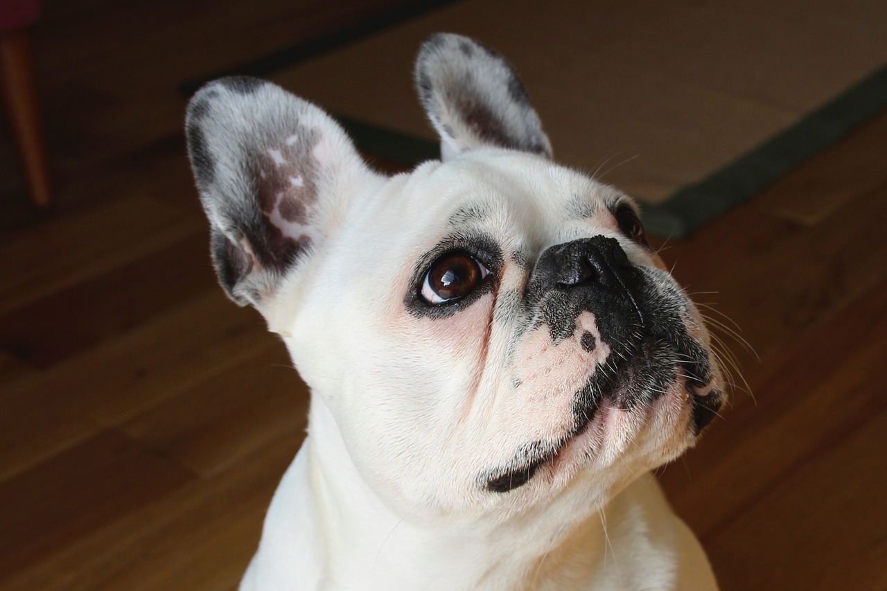 french bulldog dog canine free photo