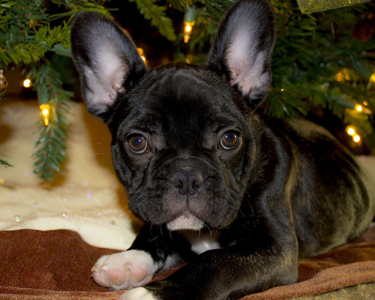 french bulldog puppy christmas free photo