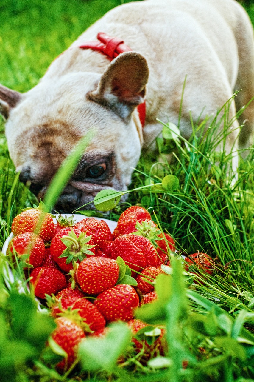 french bulldog strawberry summer free photo