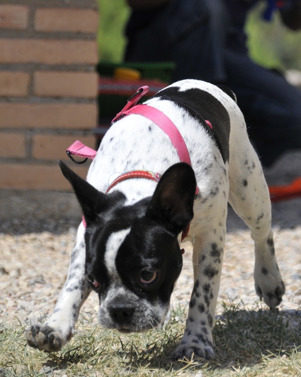 french bulldog dog pet free photo