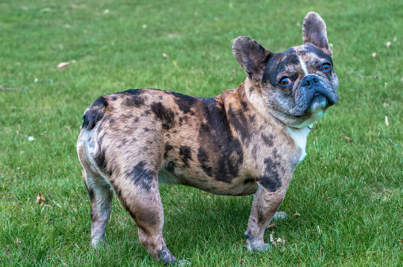 french bulldog bulldog bully free photo