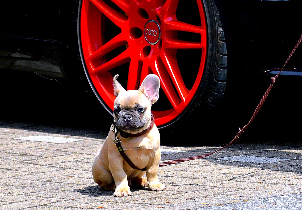 french bulldog bulldog ears free photo
