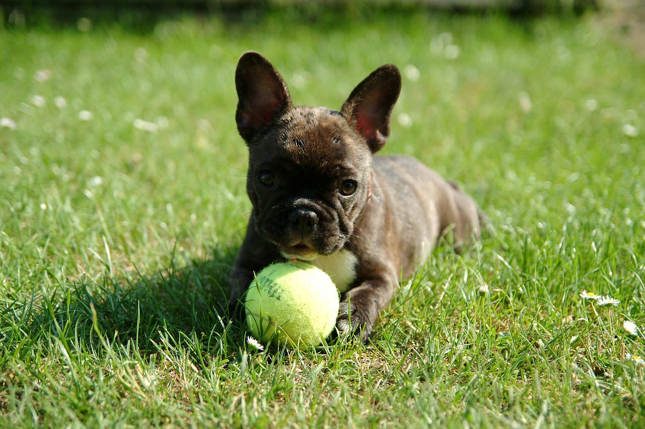 french bulldog puppy dog free photo