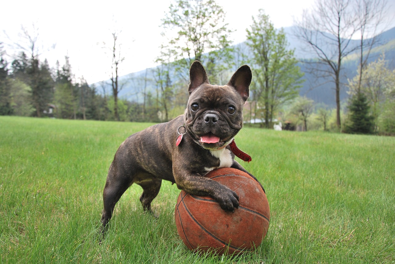 french bulldog puppy dog free photo