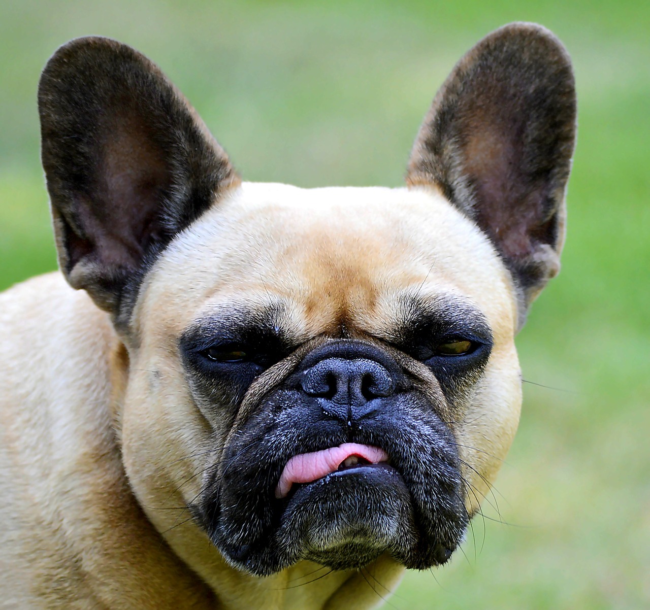 french bulldog pet dog free photo