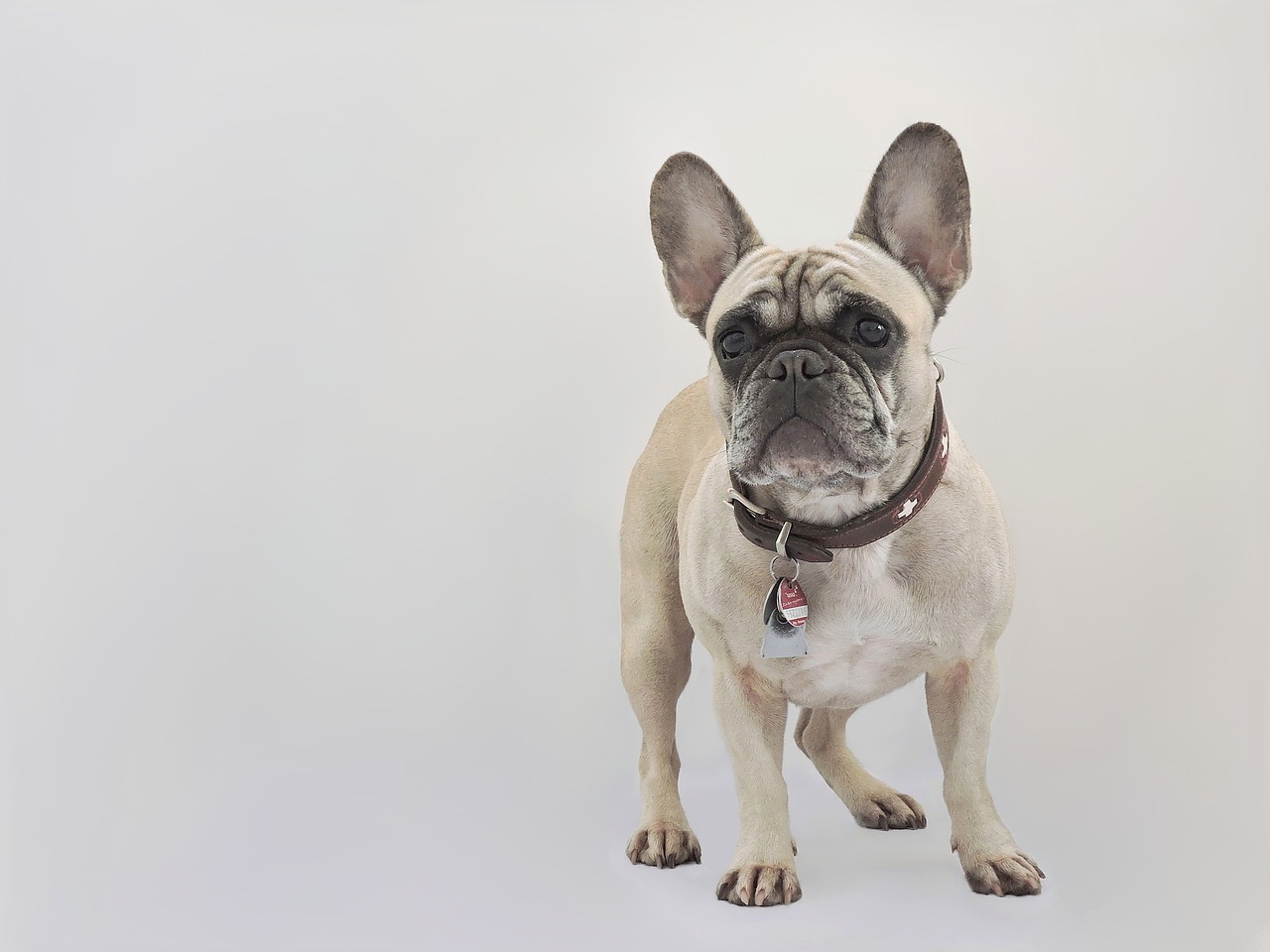 french bulldog dog purebred dog free photo