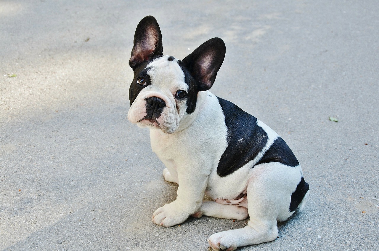 french bulldog dog puppy free photo