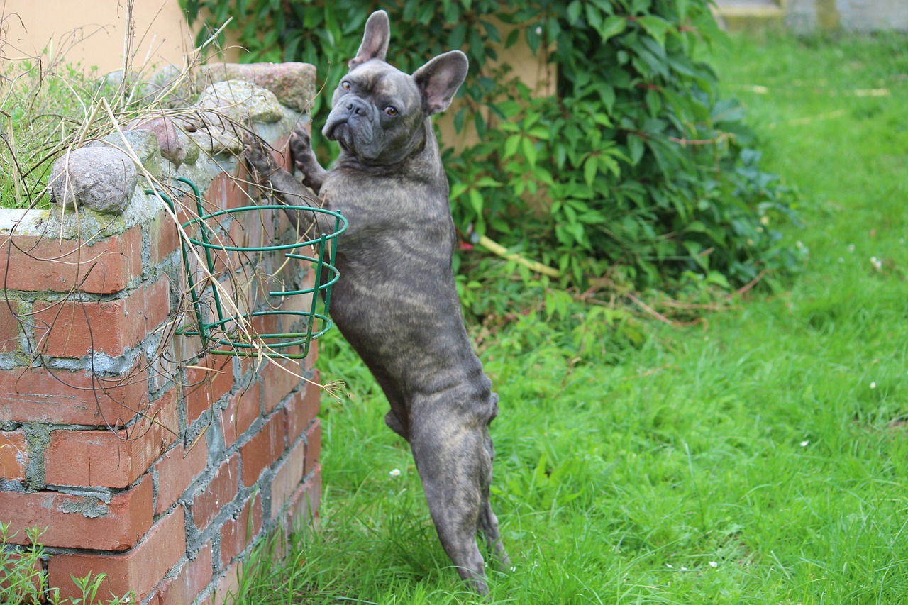 french bulldog dog french free photo