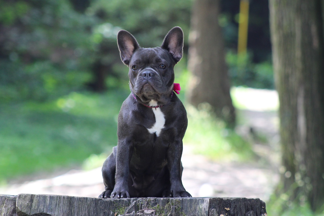 french bulldog  dog  bulldog free photo