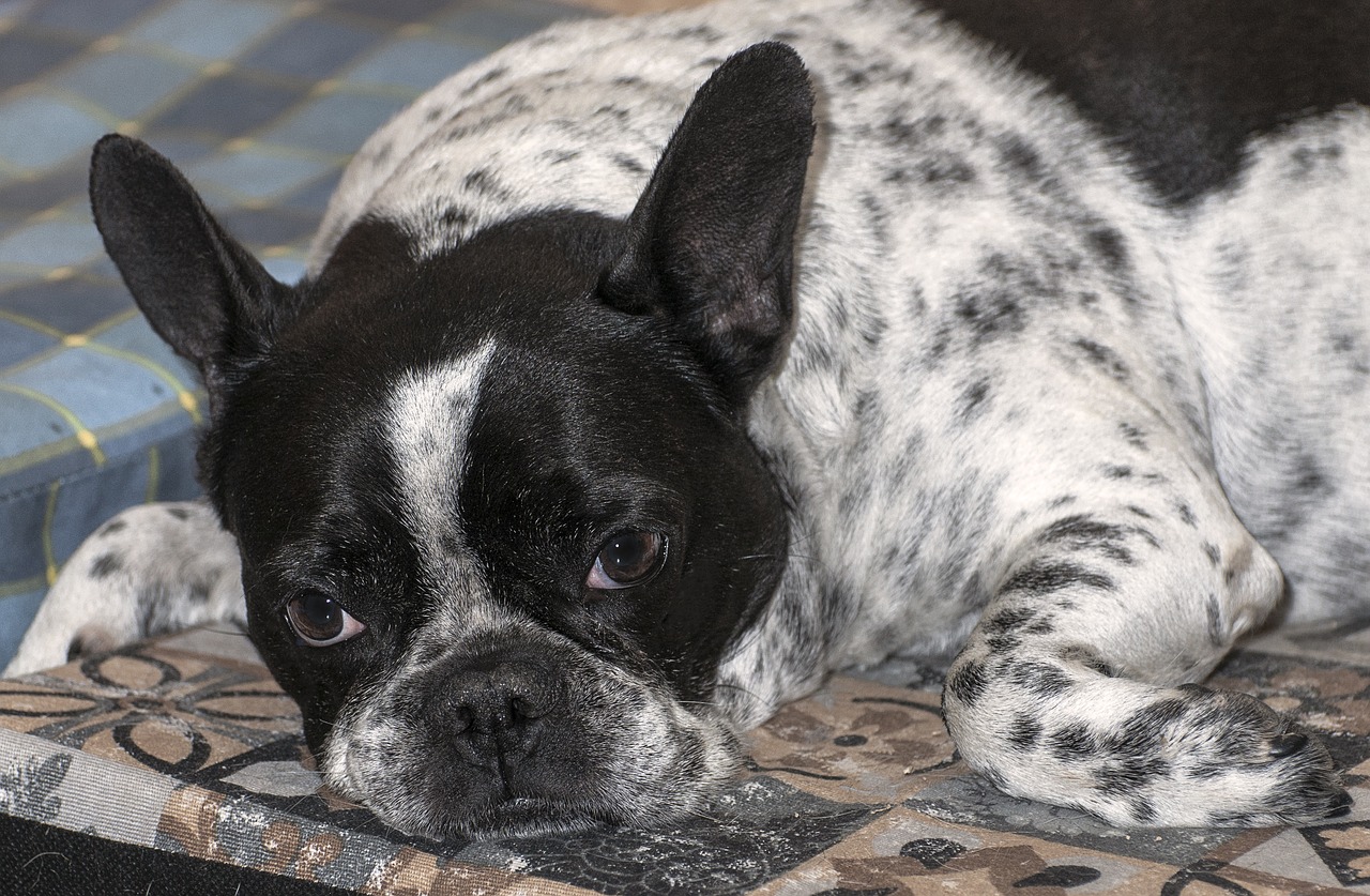 french bulldog  dog  pet free photo