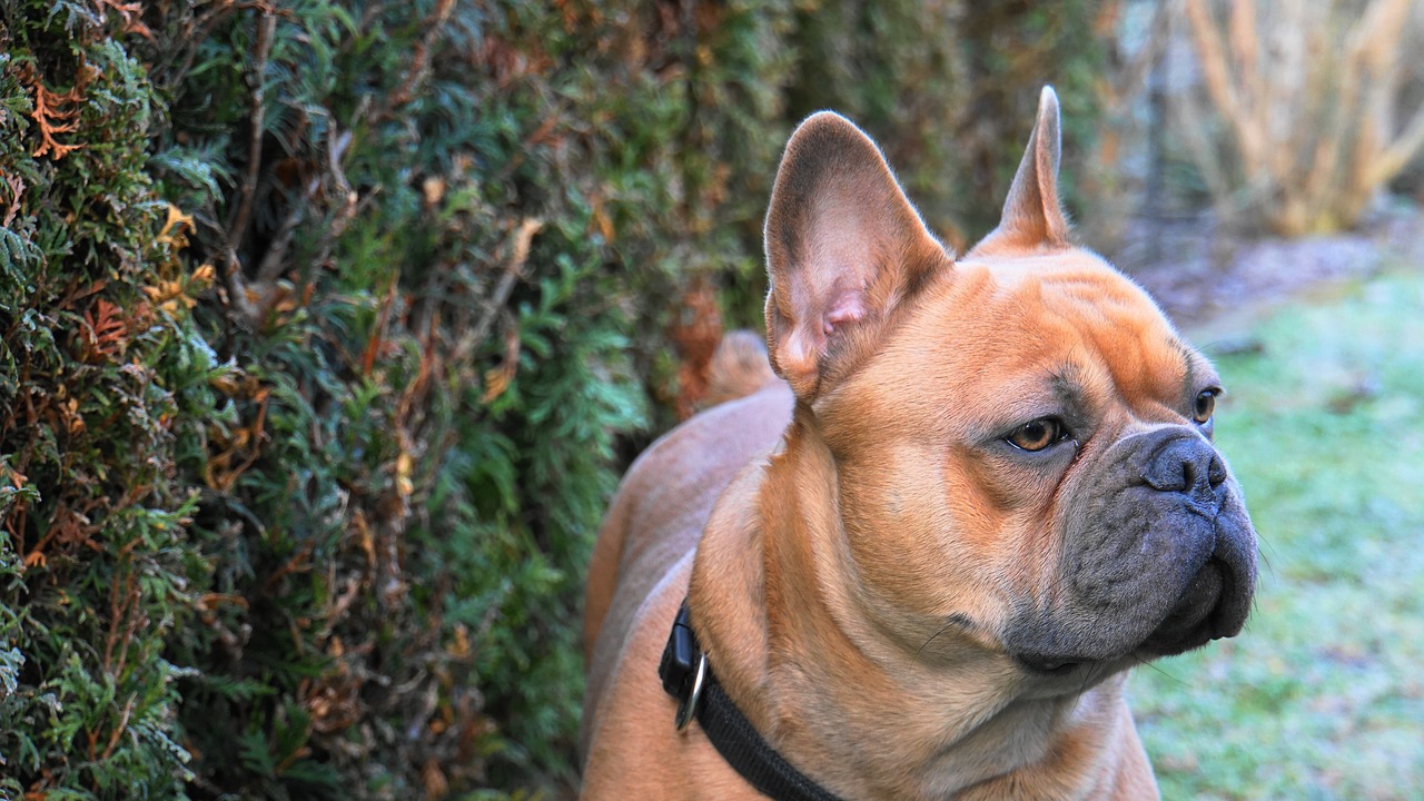 french bulldog  dog  pet free photo