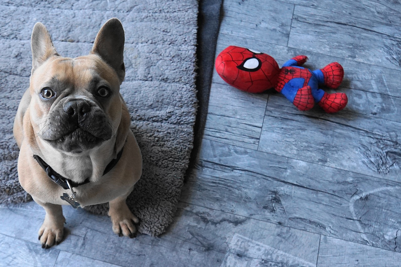 french bulldog  dog  toys free photo