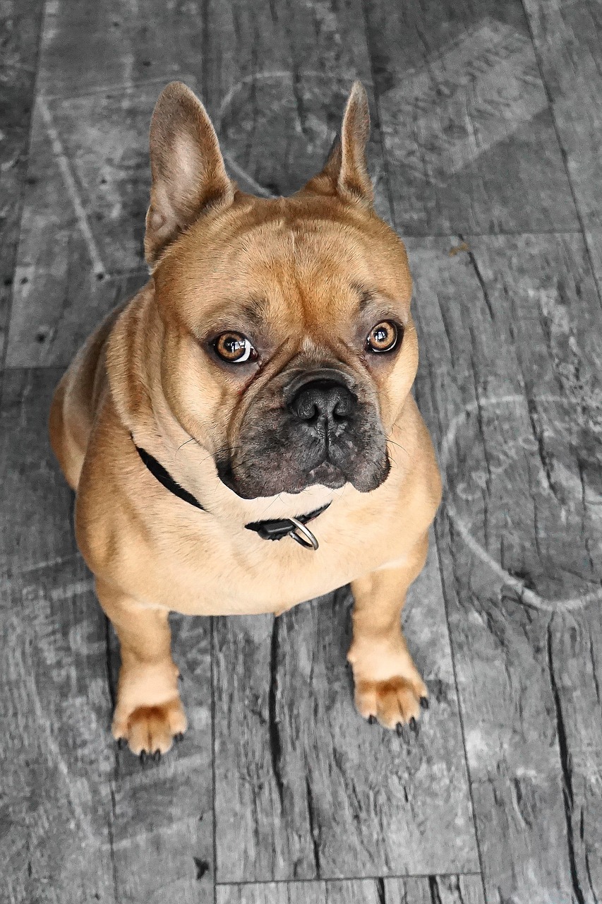 french bulldog  dog  animal free photo