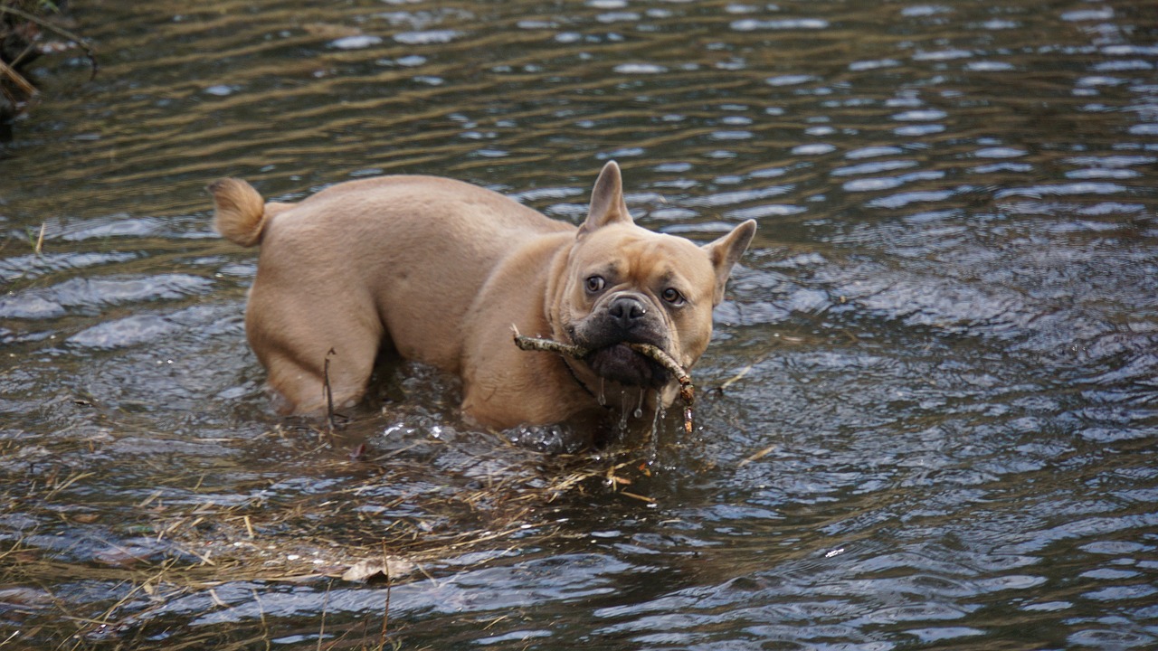 french bulldog  dog  animal free photo