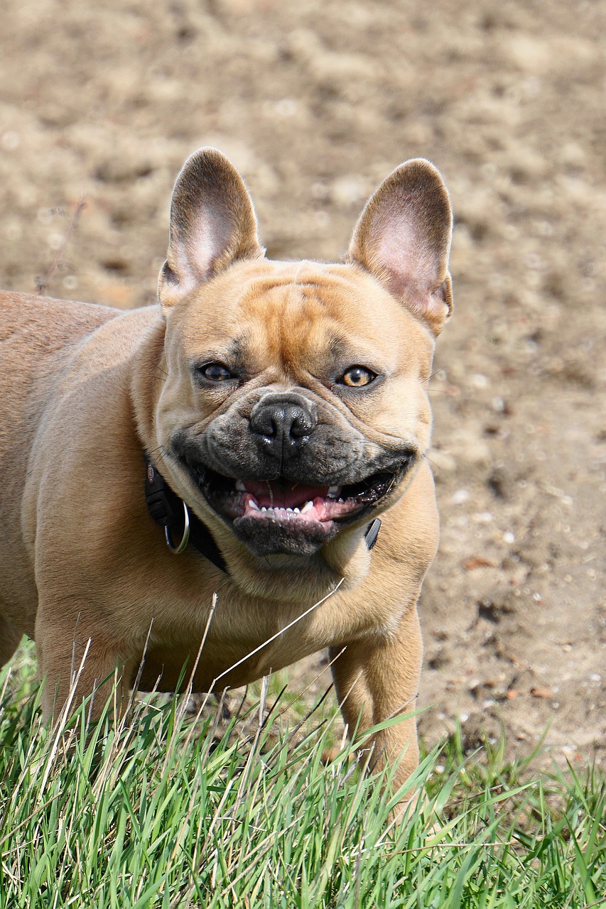 french bulldog  dog  cute free photo