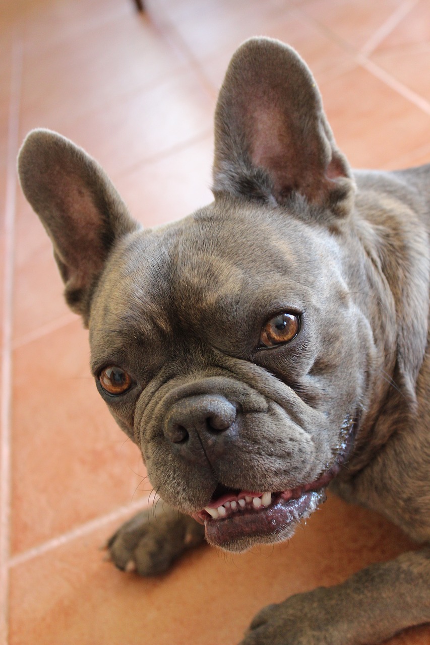 french bulldog  curious  good free photo