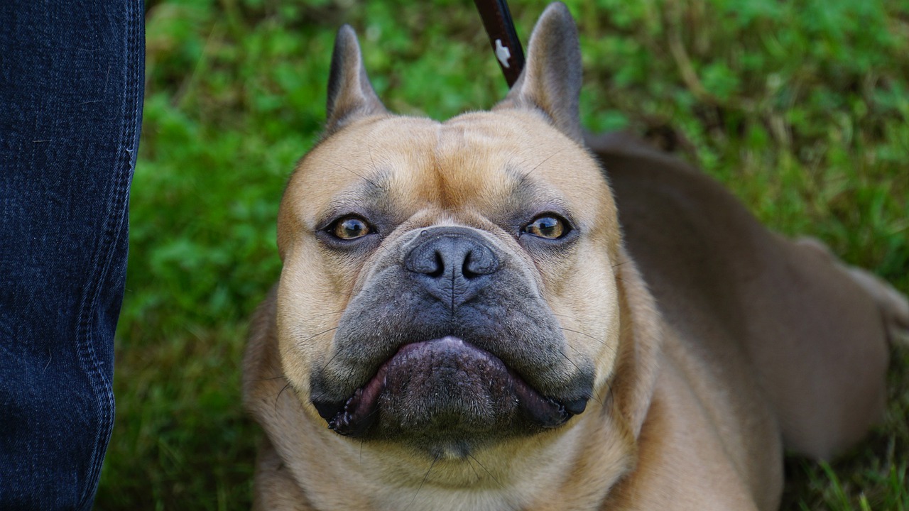 french bulldog  dog  view free photo