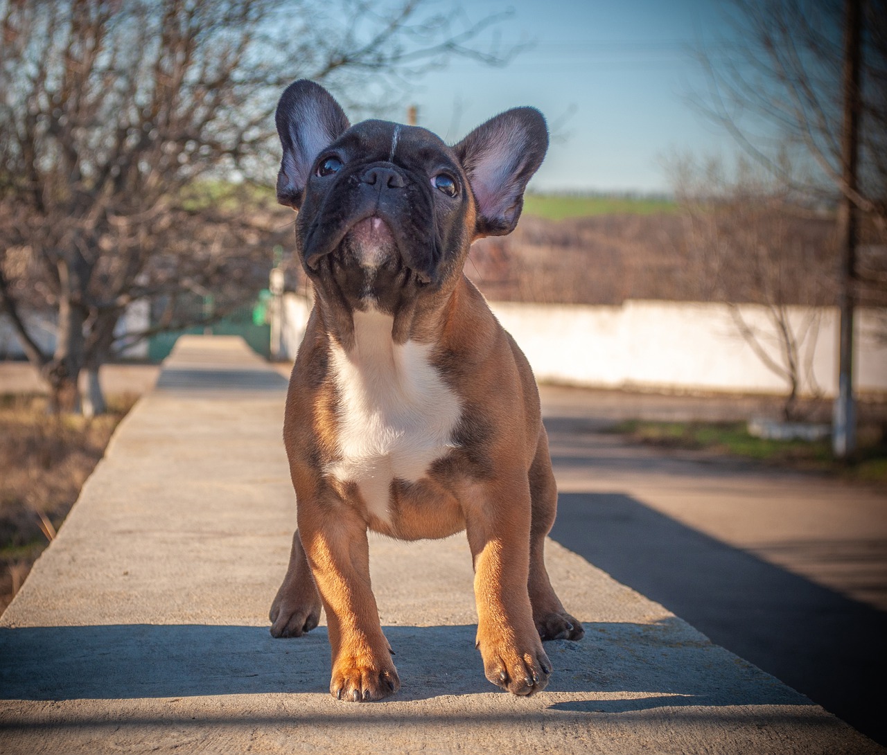 french bulldog  puppy  pet free photo