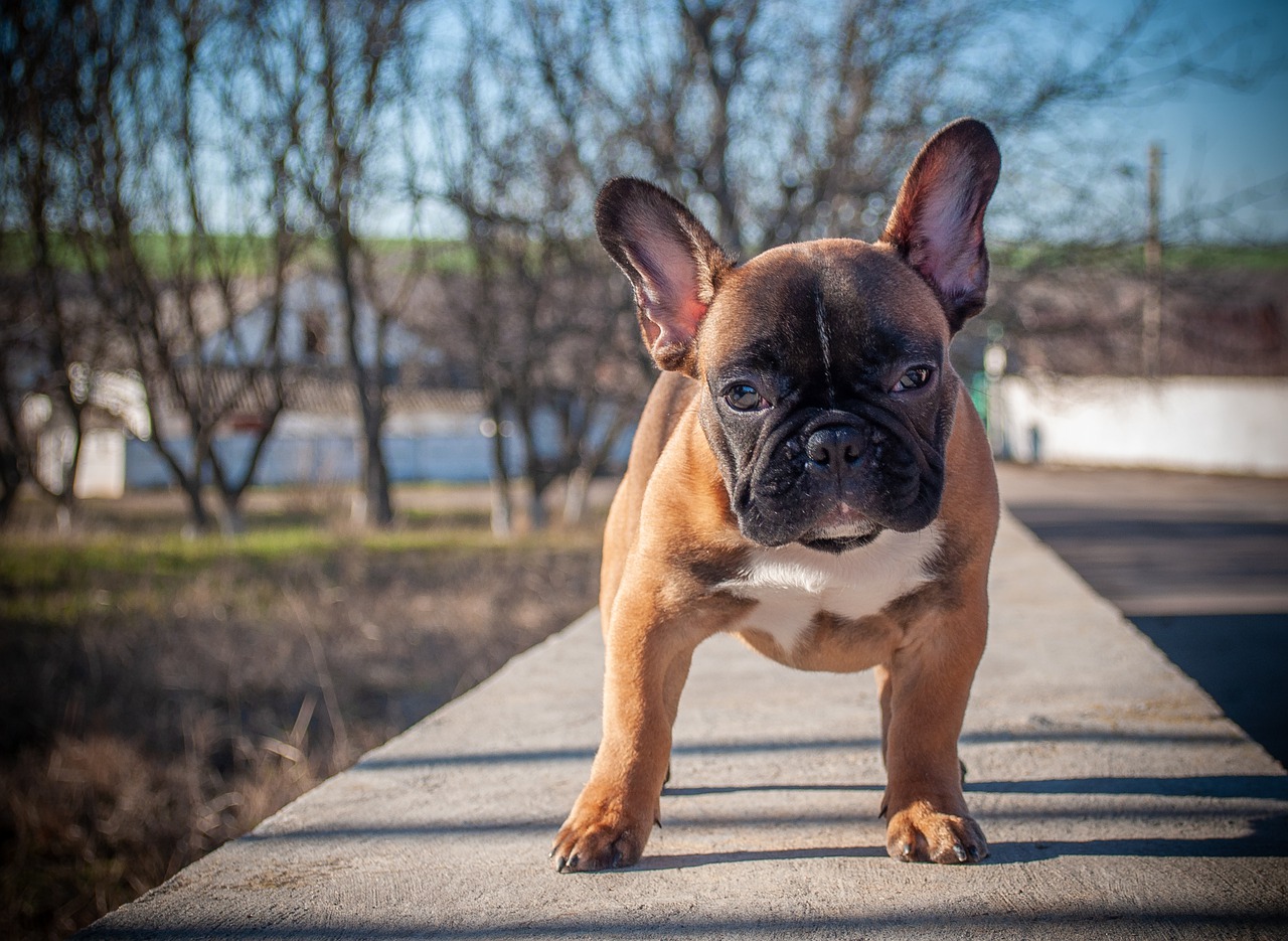 french bulldog  puppy  pet free photo