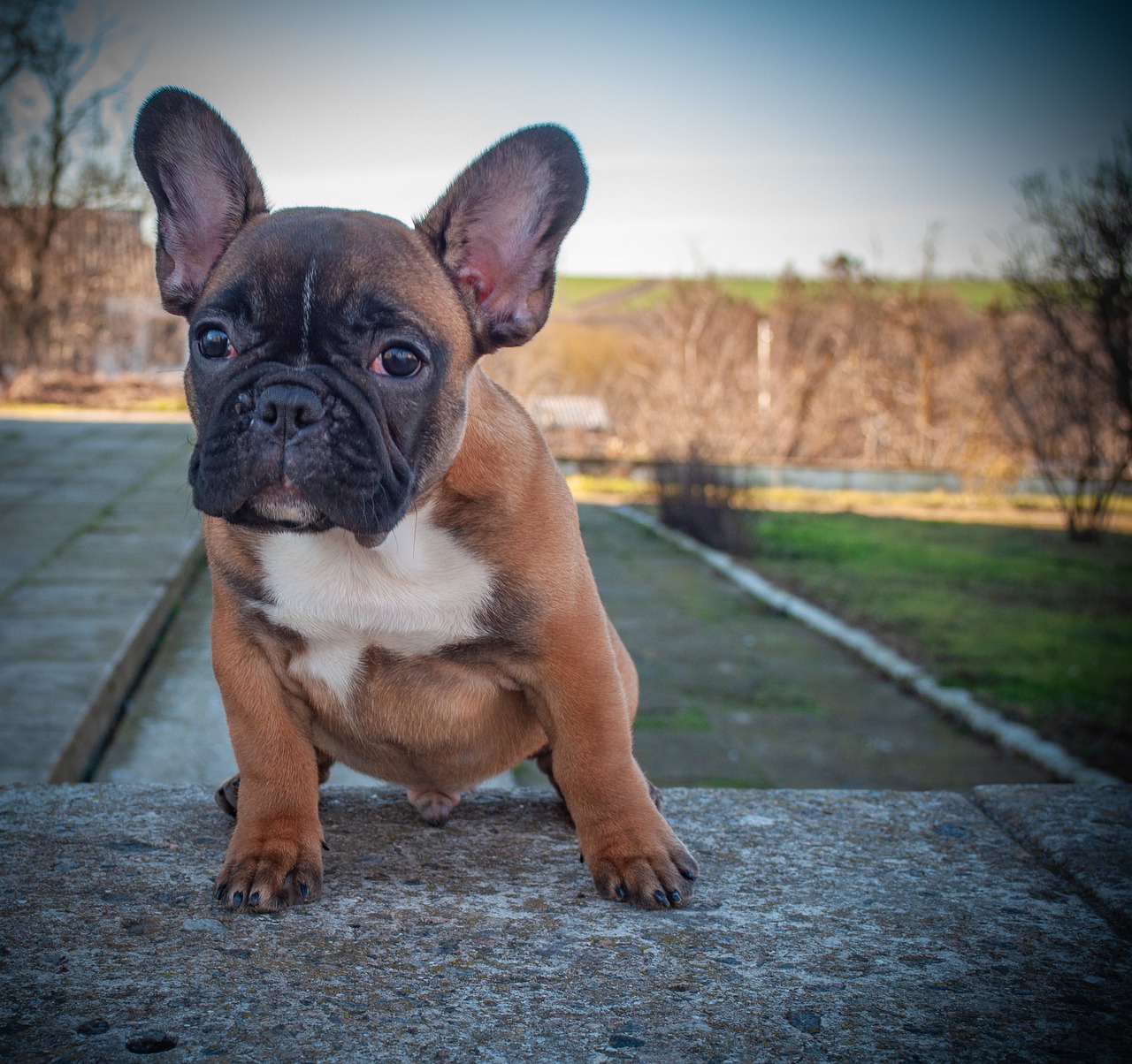 french bulldog  puppy  pet free photo