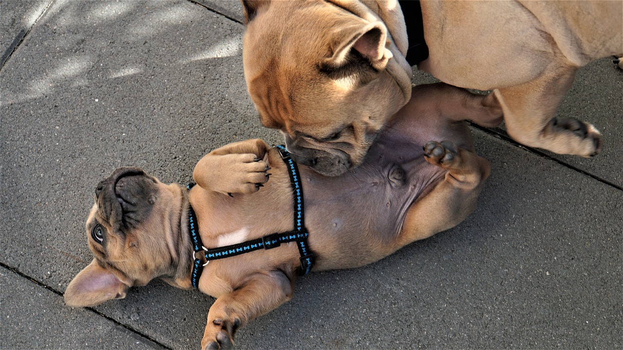 french bulldog  puppy  young dog free photo