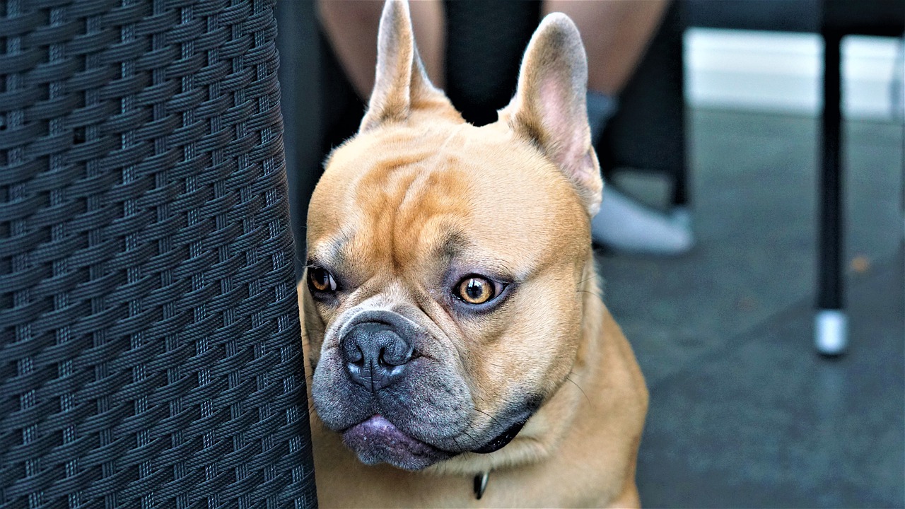 french bulldog  dog  sweet free photo