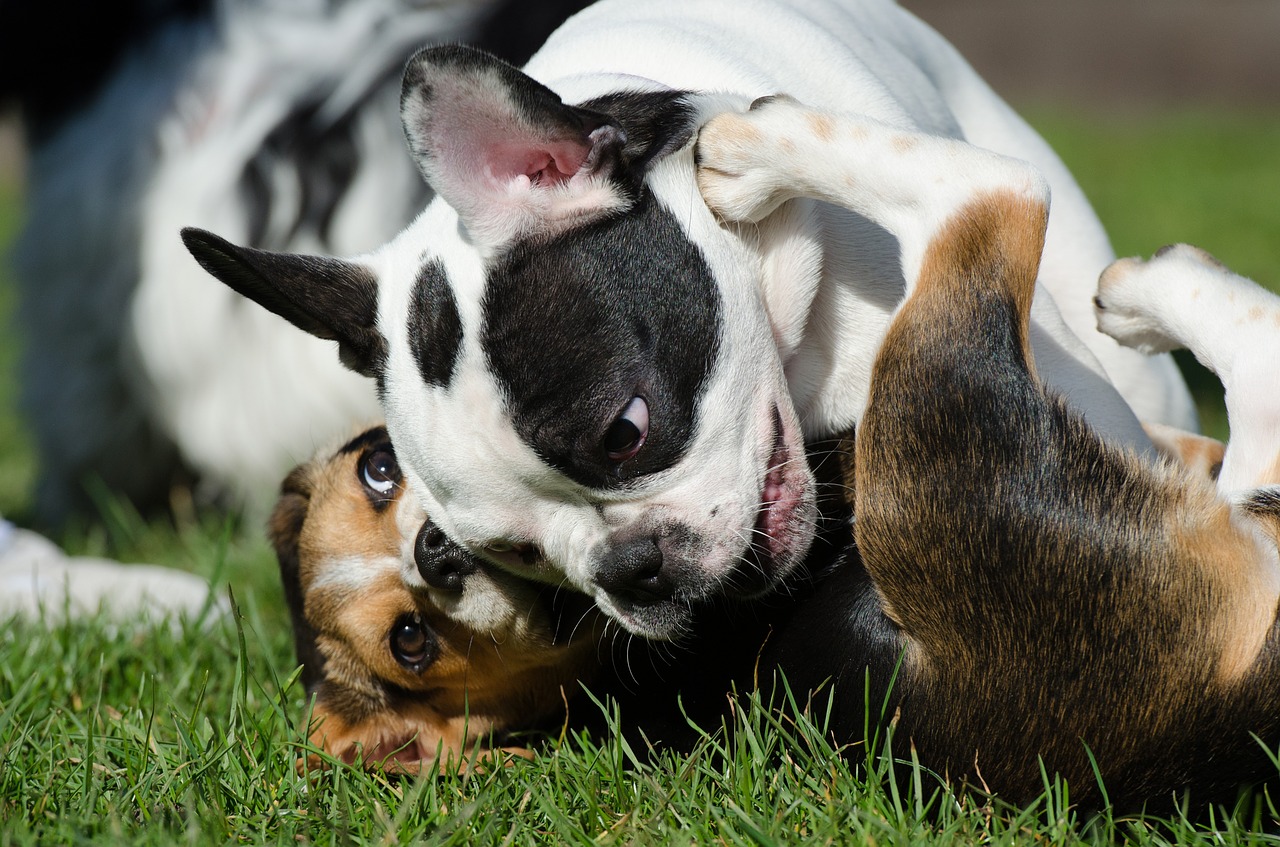 french bulldog puppy beagle free photo