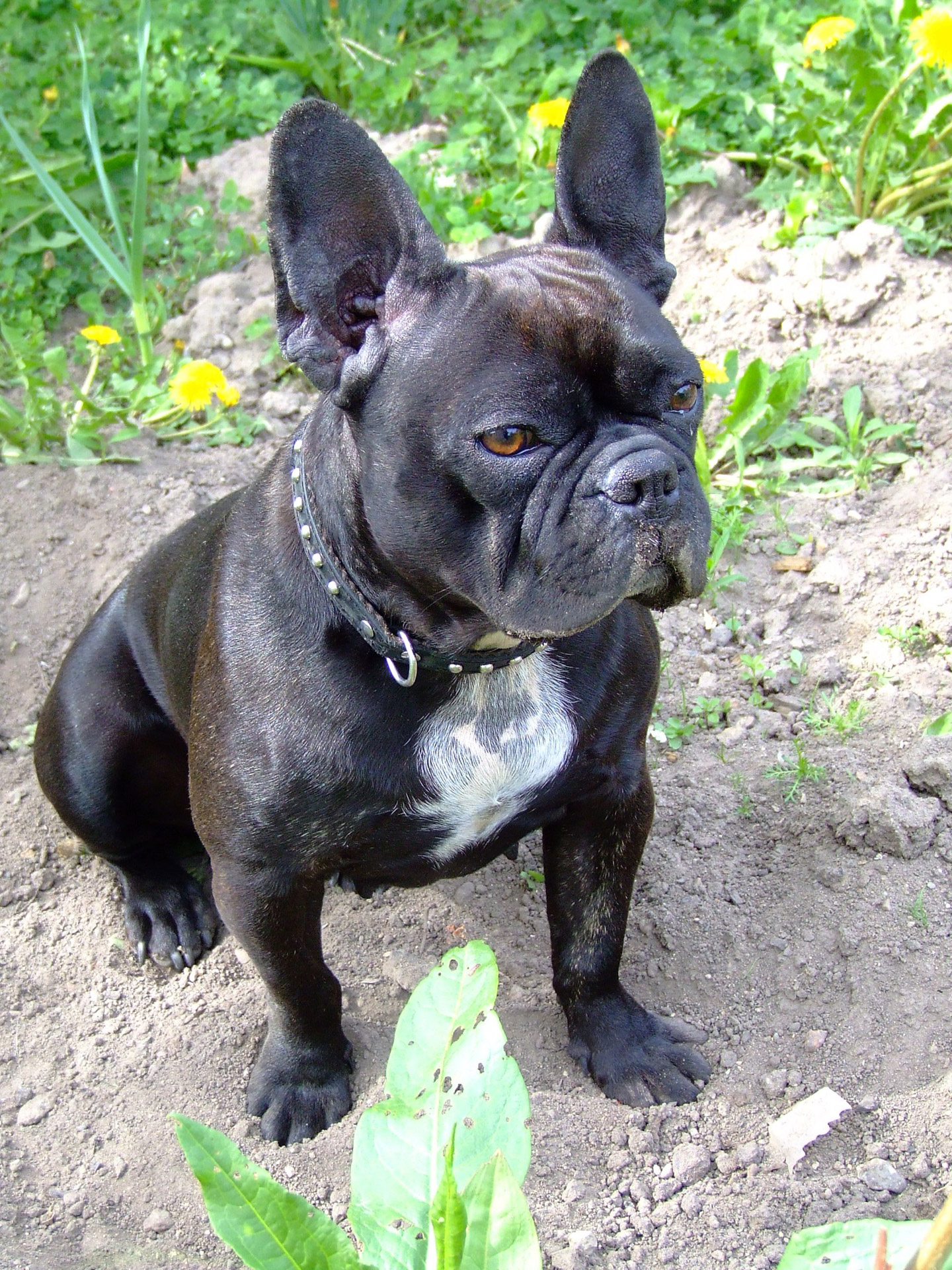 french bulldog dog doggy free photo