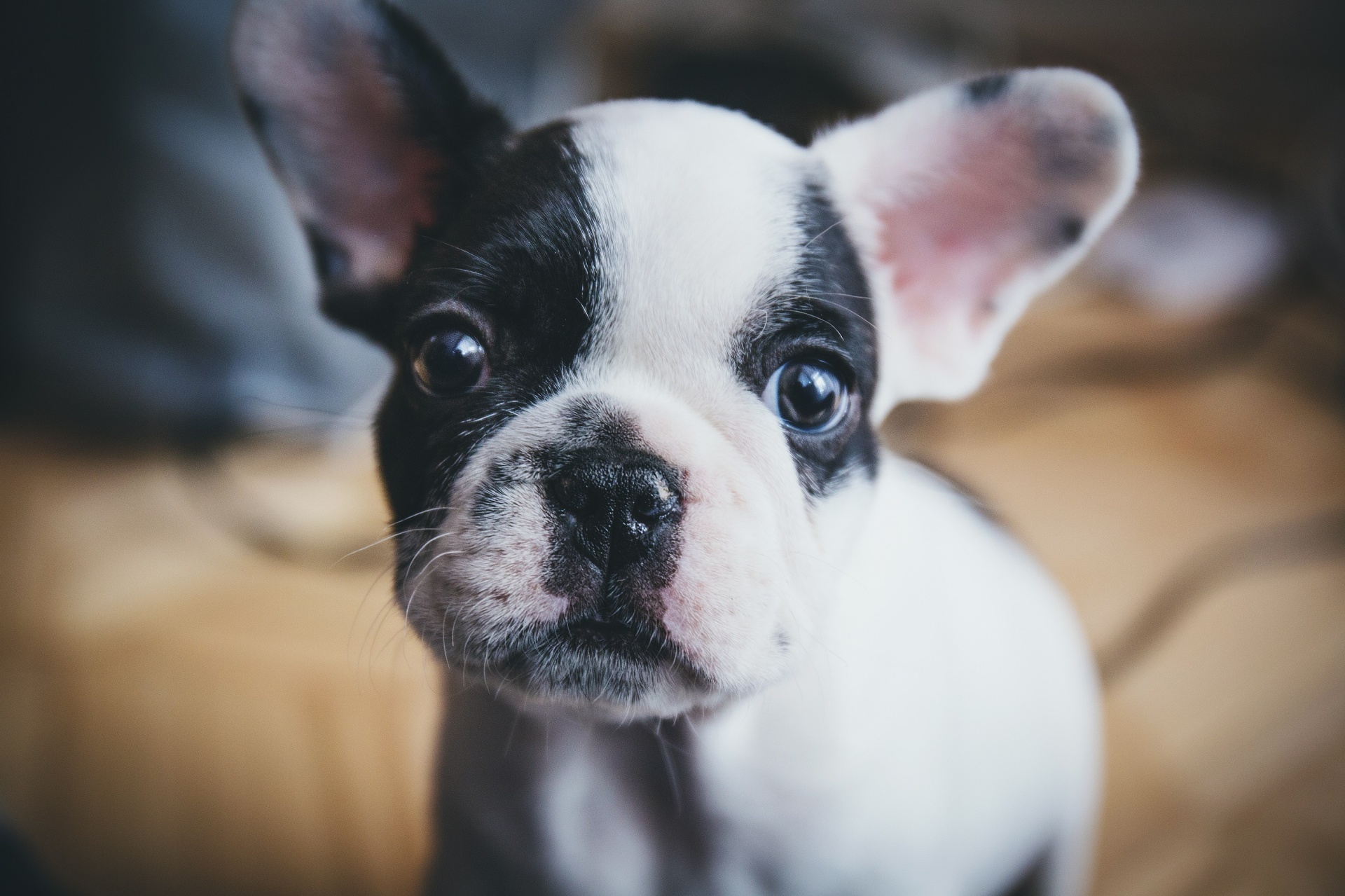 french bulldog puppy cute free photo