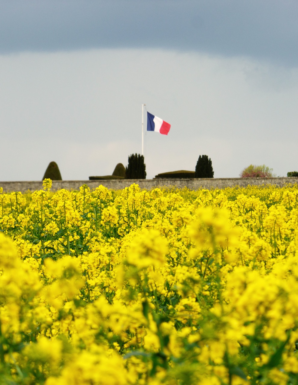 french flag flowers yellow free photo