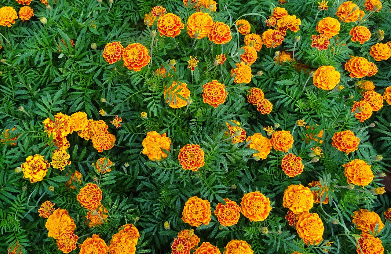 french marigold flower marigold free photo