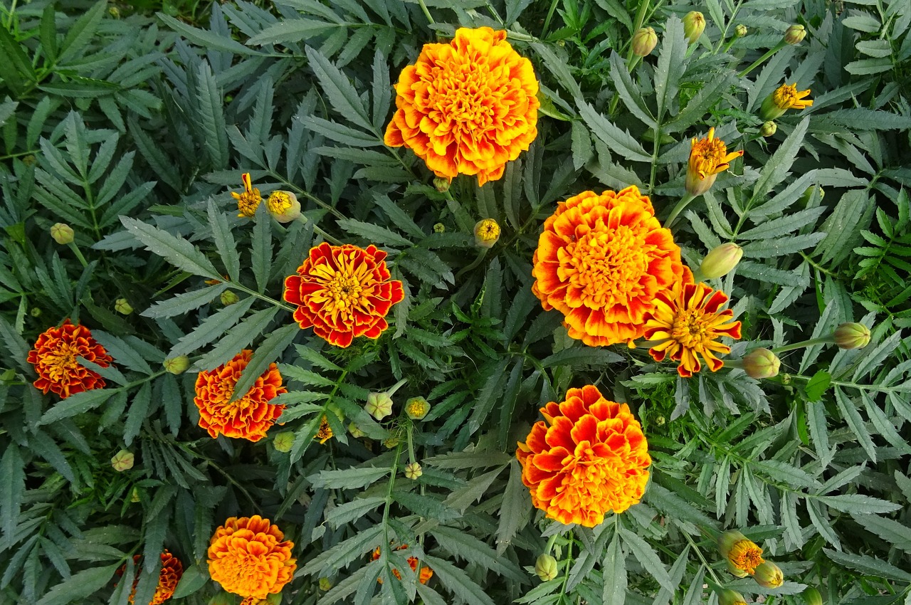 french marigold flower flora free photo