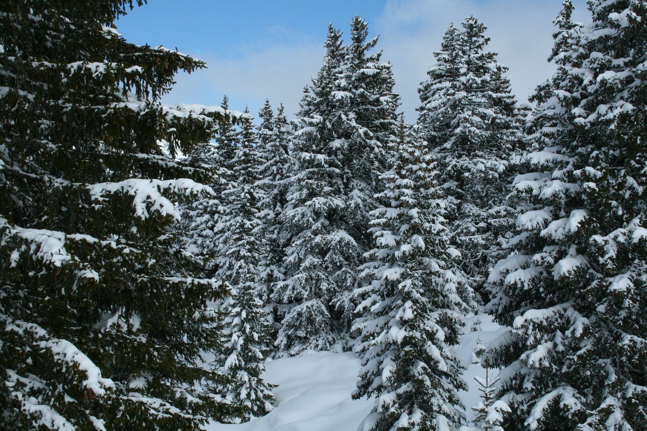 french-speaking switzerland snow trees free photo