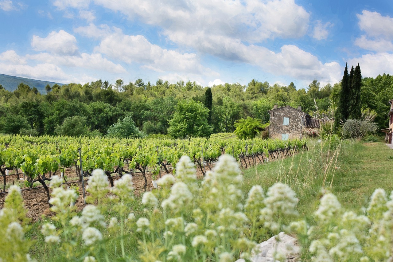 french vineyard grape vines france free photo