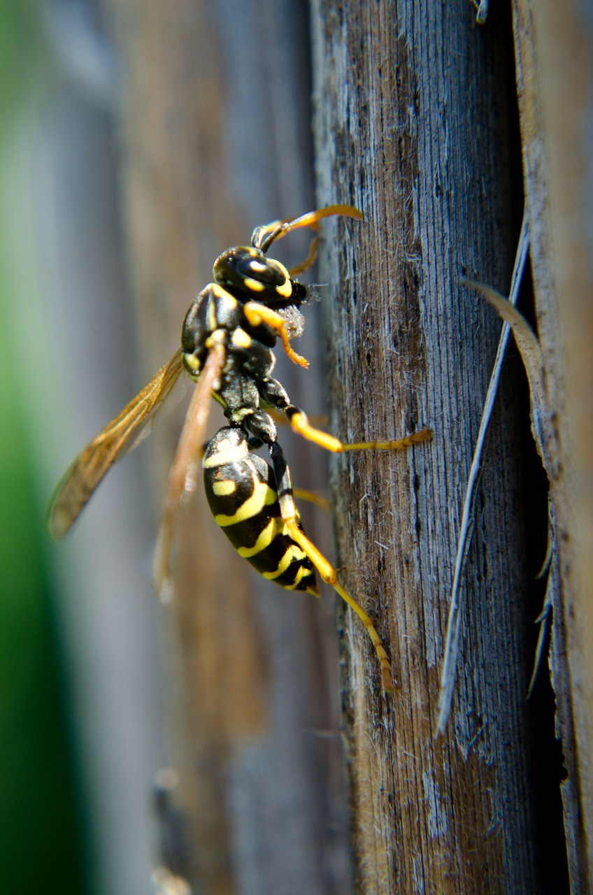 french wasps insects wasp free photo