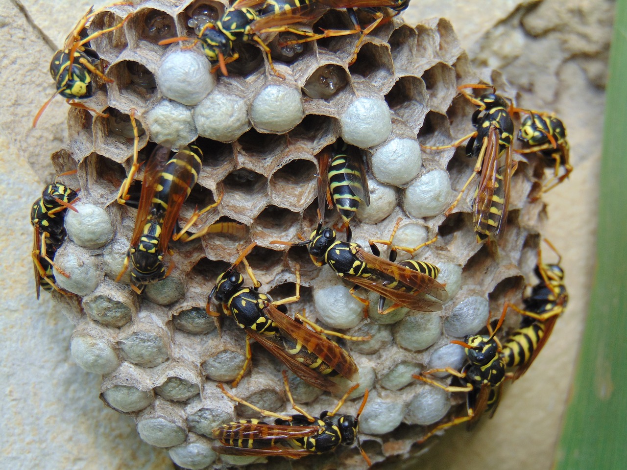 french wasps  sting  hornet free photo