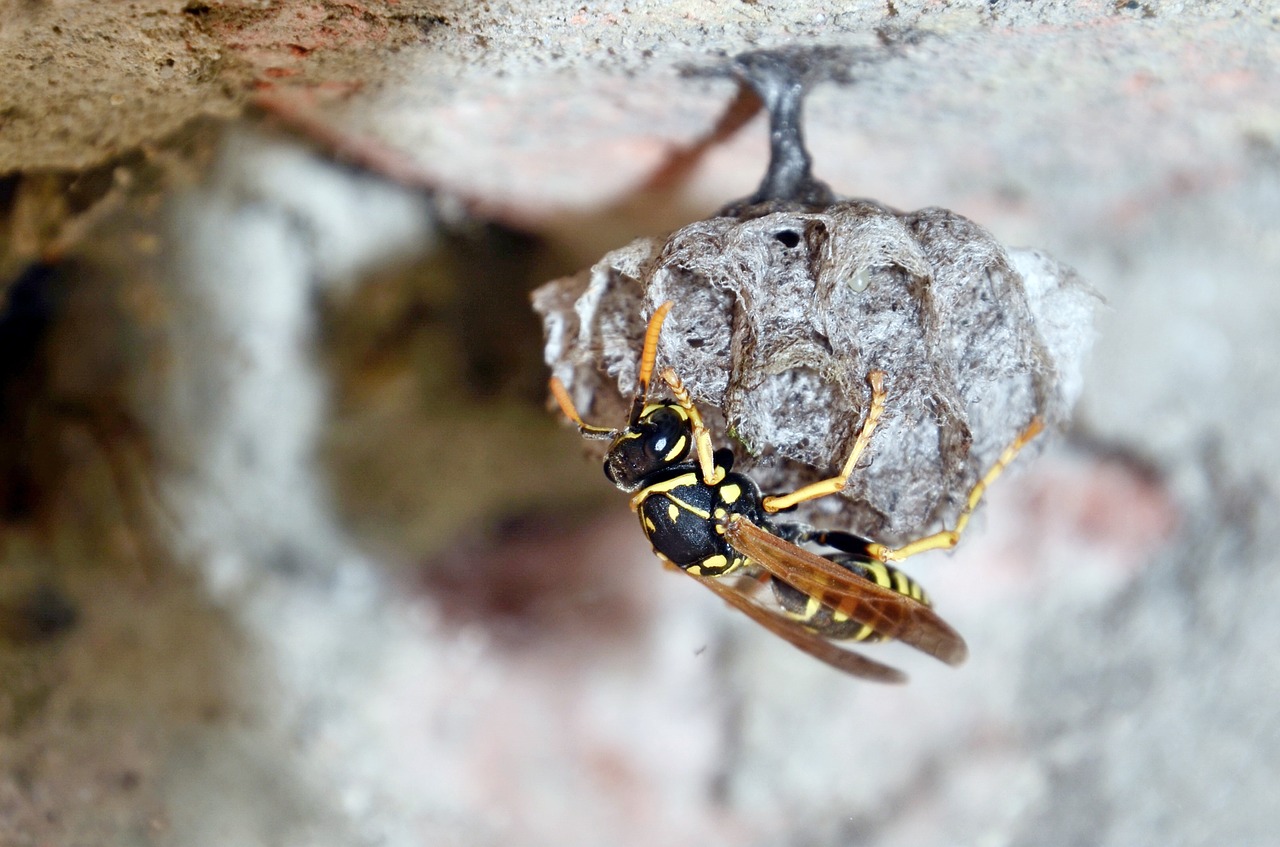 french wasps  mother queen  egg free photo