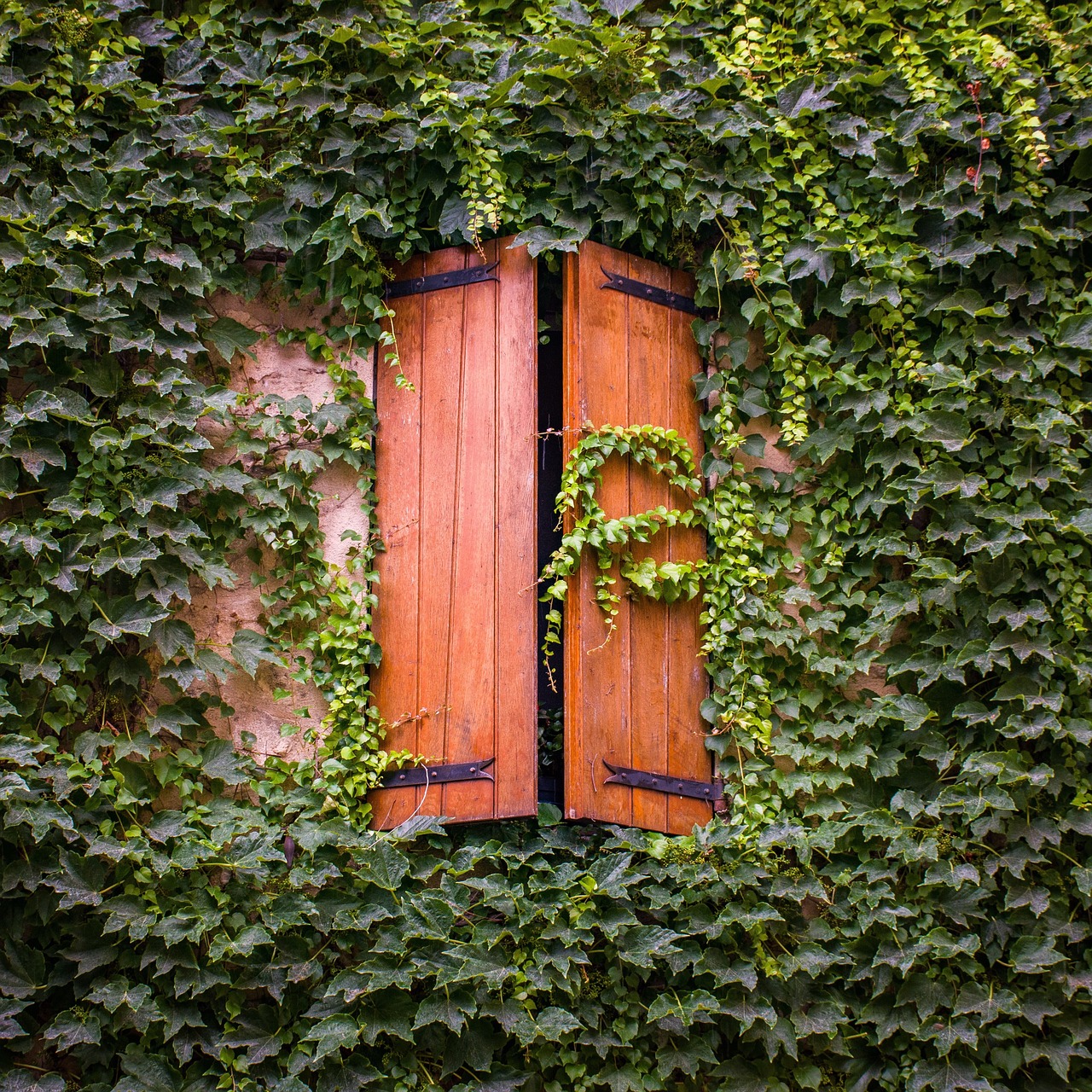 french windows  ivy  greenery free photo