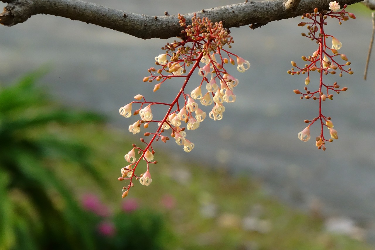 frequency po flowers fruit tree eyes of feng guo free photo