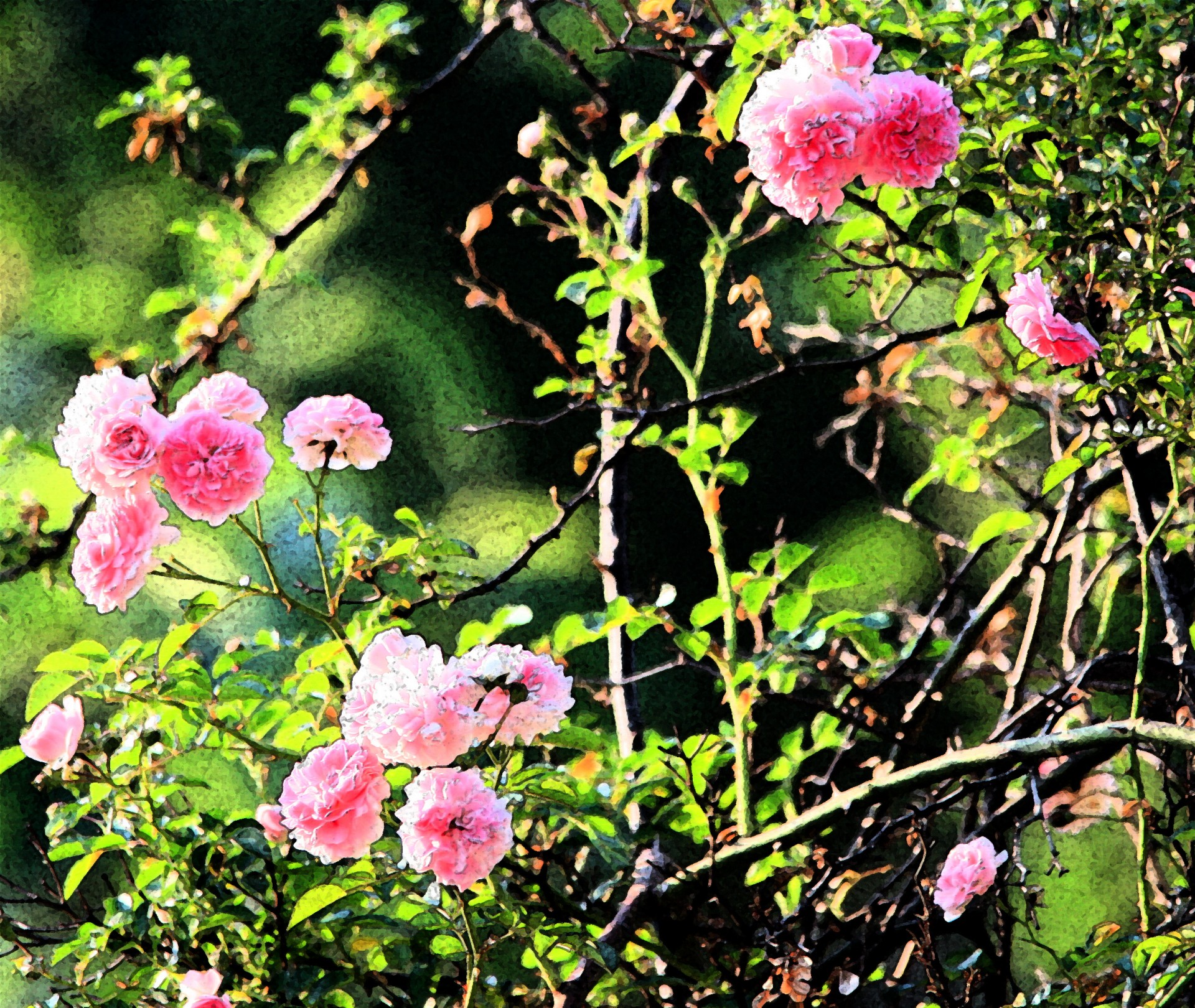 roses pink fresco free photo