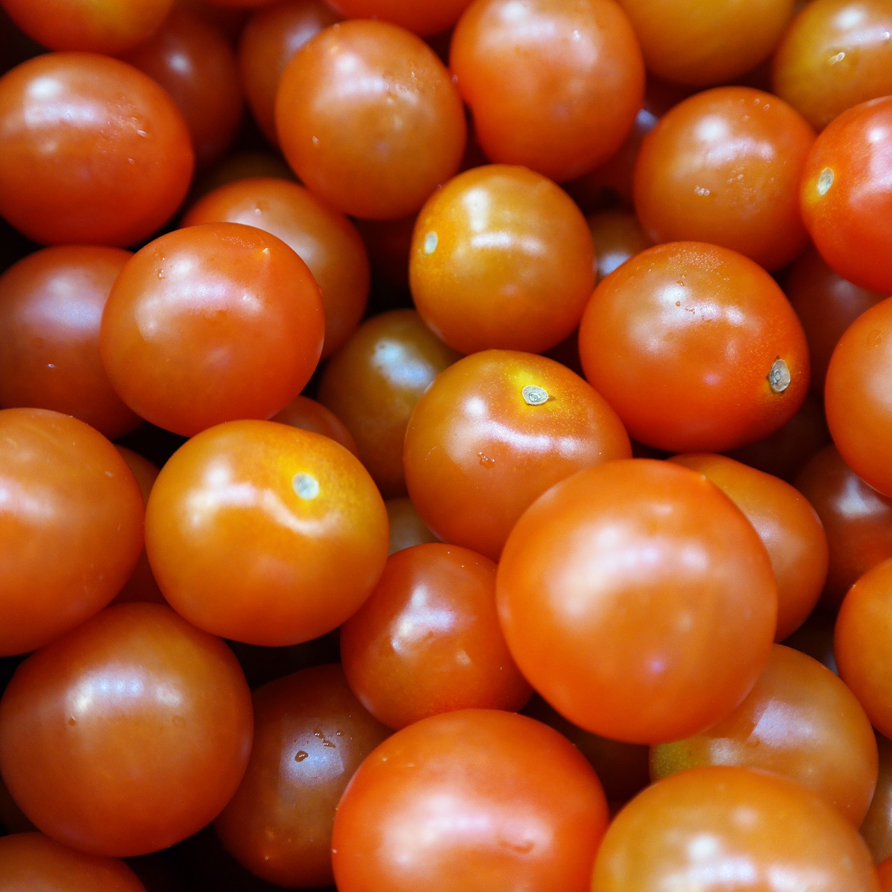 fresh tomatoes organic free photo