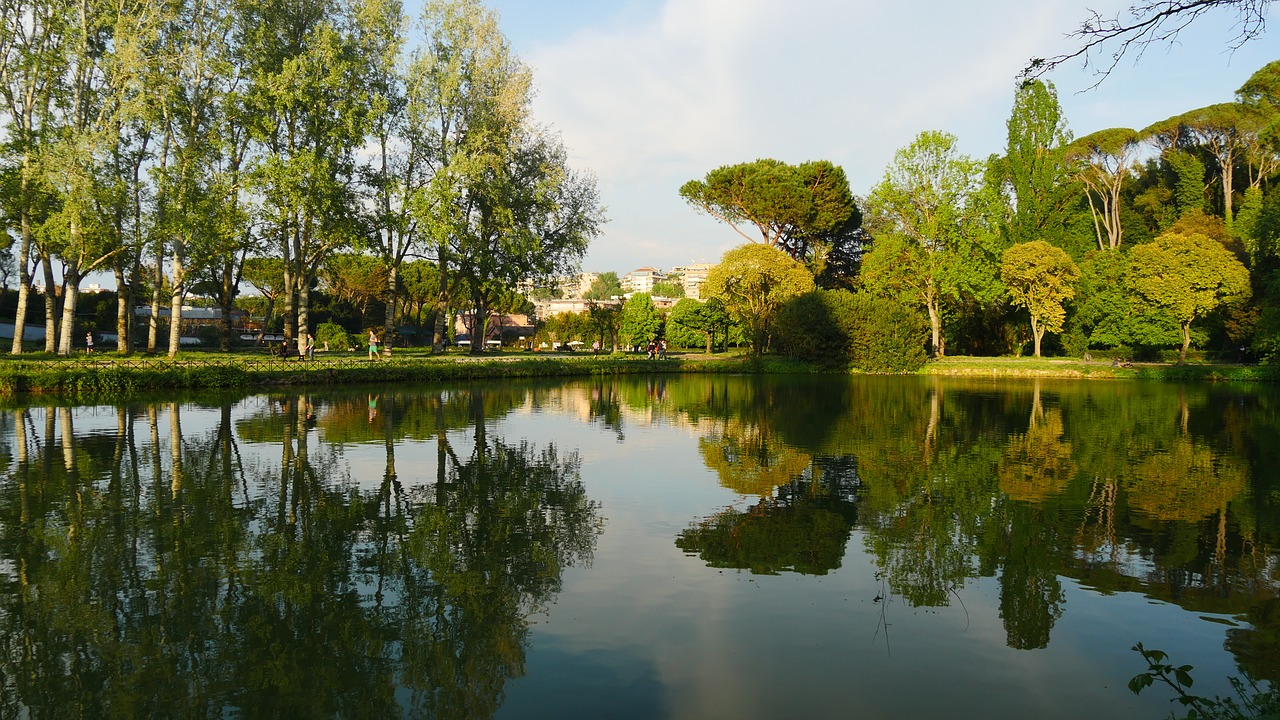 fresh tree reflection free photo