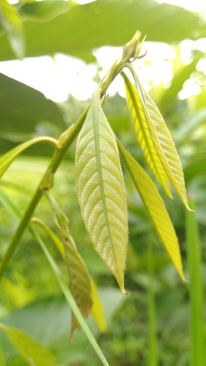 fresh green leaves free photo