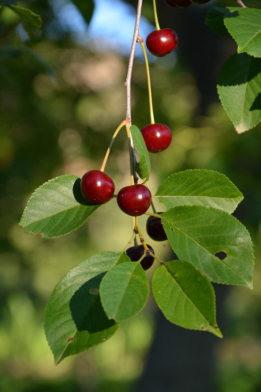 fresh fruit healthy eating free photo