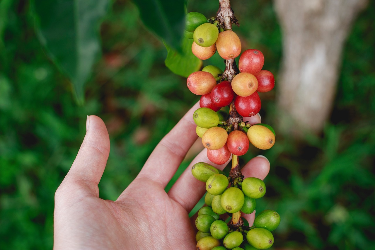 fresh coffee bean free photo