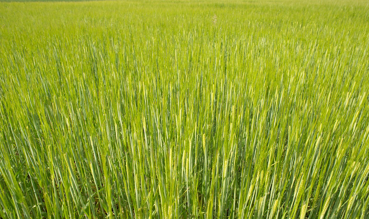 fresh wheat green free photo