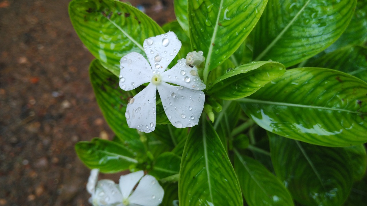 fresh flower rain free photo